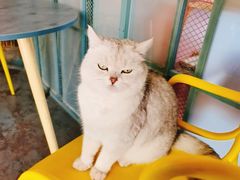 -喵屿·大理花园猫咖