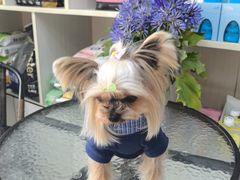 -八公叔叔宠物美容连锁(春申店)