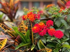 -西双版纳傣族园