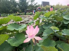 -莲花池公园