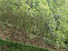 -平湖九龙山旅游度假区