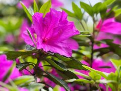 -上海共青森林公园