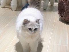 -momokira米努特·德文卷毛猫·棉花面纱犬