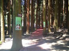 -武陵山森林公园