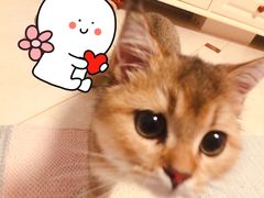 -猫大福·Fortune Cat猫舍(百子湾店)
