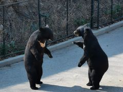 -大连森林动物园