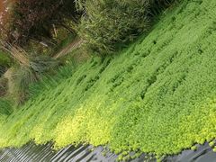 -桤木河湿地公园