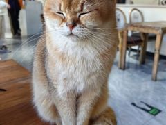 -猫小院猫主题餐厅(南锣旗舰店)