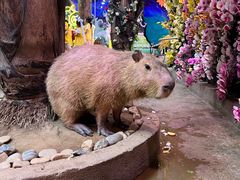 -正佳雨林生态植物园