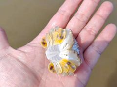 -日照海滨国家森林公园