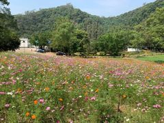 -南宁良凤江国家森林公园