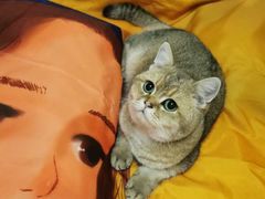 -东方名猫馆·英短金渐层布偶猫舍(环线广场1号楼店)