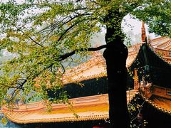 -普陀山风景名胜区-法雨禅寺