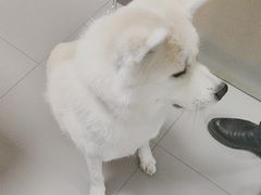 -瑞派宠物医院·24h·骨外科·皮肤科·全科宠物医疗转诊中心(沈阳浑南院)