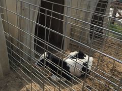 -君乐宝优致牧场