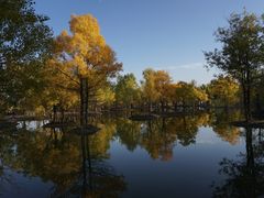 -金塔沙漠胡杨林景区