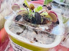 -荷兰花海