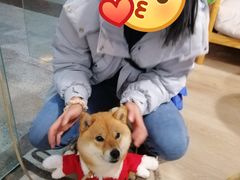 -柴迷FANS CLUB·柴犬狗咖·猫咖