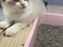 -屋虎猫馆(宝安大仟里店)
