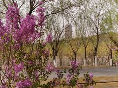 -永定河休闲森林公园