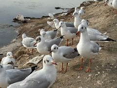 -东台吉乃尔湖