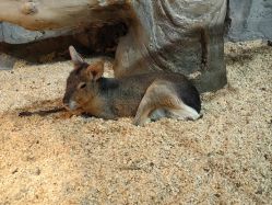 -Zoolung Zoolung动物主题公园(海信广场店)