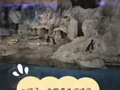 -帝企鹅自助餐厅•儿童岛•真企鹅(长隆企鹅酒店)