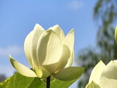 -莲花池公园