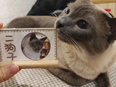 -滚猫咖啡·猫咖·猫友好撸猫(未来城店)