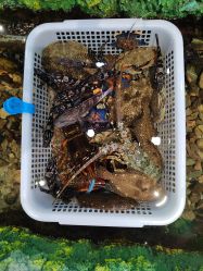 -钓虾工场·钓虾·赶海(回龙观店)