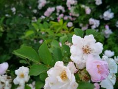 -鬼笑石后山停车场