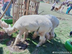 -黄龙溪欢乐田园