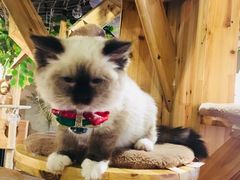-共舞时光猫咖·狗咖(新街口店)