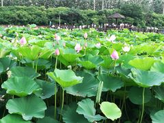 -前关湿地公园