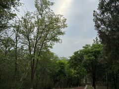-云岗森林公园