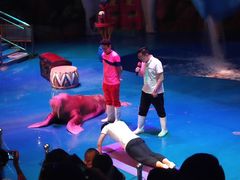 -烟台海昌鲸鲨海洋公园