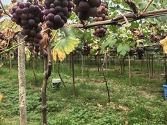 -湖南湘都生态农业园