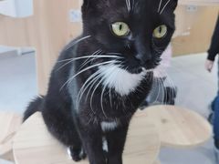 -Heymao猫咖.咖啡厅(东门店)