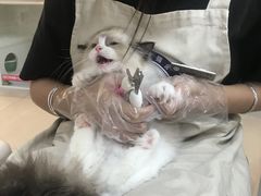 -lincat·猫舍(广州店)