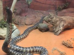 -费瑟代尔野生动物园