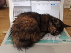 -平行世界·猫咖(首经贸店)
