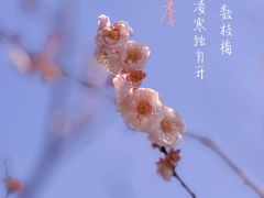 -莘庄梅园