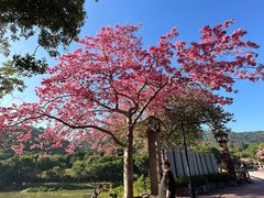 -风云岭森林公园