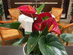 -杭州香格里拉·香宫中餐厅