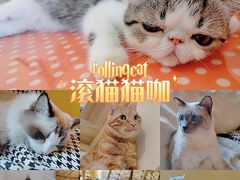 -滚猫咖啡·猫咖·猫友好撸猫(未来城店)