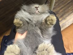 -志龙皇冠吃货椰子铺