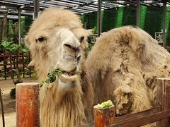 -呀路古热带植物园