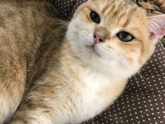 -Heymao猫咖.咖啡厅(东门店)