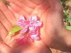 -南汇桃花村