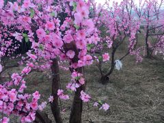 -玫瑰海岸文化旅游度假区